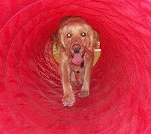 Ollie in tunnel      